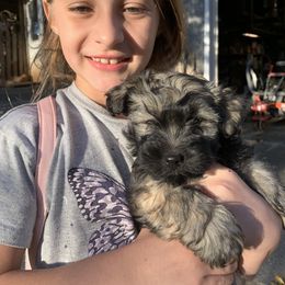 Havanese Puppies from Havanese If You Please