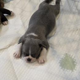 Boy 2 - Vergus - Seal and white male Boston Terrier puppy in Sulphur Springs, Texas from B&B Bostons