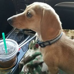 Mieke - Dachshund