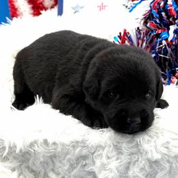 Red - Black female Labrador Retriever puppy in Heath Springs, South Carolina from Rich Hill Retrievers
