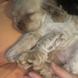 Cocker Spaniel Puppies from CamHardt Cockers Estate
