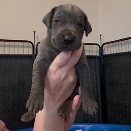 Faith - Blue female Great Dane puppy in Edwardsville, Illinois from Giants and Munchkins