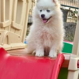 White male - White male Pomsky puppy in Lemon Cove, California from Magic Ranch Mini Aussies