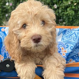 Orange Boy - Gold Australian Cobberdog puppy in Grand Rapids, Michigan from Joreese Australian Cobberdogs