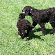 Irish Water Spaniel and Manchester Terrier Puppies from Coltsfoot Farm
