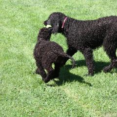Irish Water Spaniel and Manchester Terrier Puppies from Coltsfoot Farm