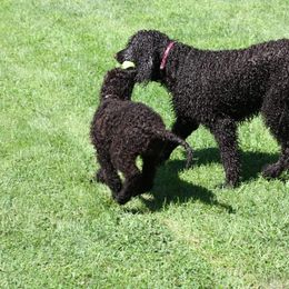 Irish Water Spaniel and Manchester Terrier Puppies from Coltsfoot Farm