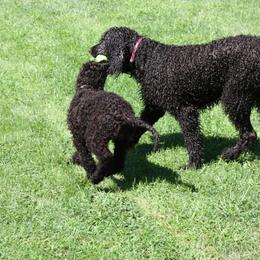 Irish Water Spaniel and Manchester Terrier Puppies from Coltsfoot Farm