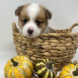 George - Red male Pembroke Welsh Corgi puppy in Waco, Texas from The Comma Corgis