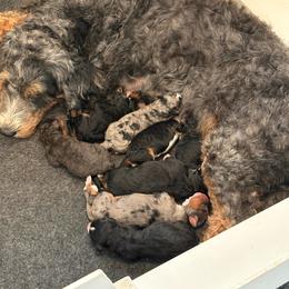 Bernedoodle puppies from D and D’s Dandy Doodles