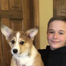 Pembroke Welsh Corgi Puppies from Coyote Creek Corgis