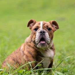 Bulldog Puppies from Brandywine Bulldogs