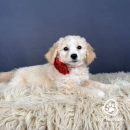 Liberty - Cream female Goldendoodle puppy in Utah County, Utah from Big Hearted Breeders