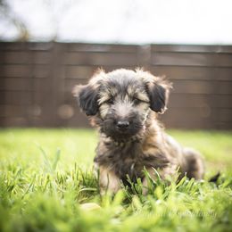 Border Collie and Skye Terrier Puppies from Skyward Farms
