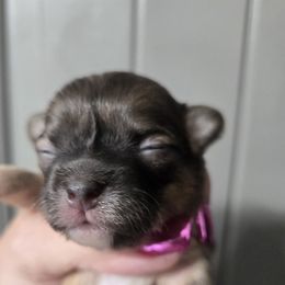 Chihuahua Puppies from D's Darling AKC Long Hair Chihuahuas