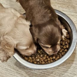 Dachshund Puppies from Emery's Dachshundville
