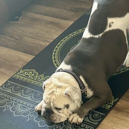 Beagles and Bulldogs from Bluebonnet Kennels