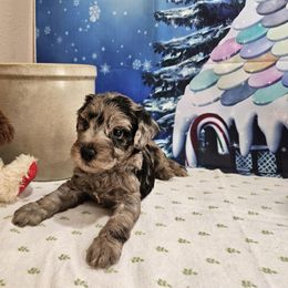 Aussiedoodle, Cavapoo, and Poodle Puppies from Perkins Pups