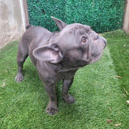Nala - French Bulldog