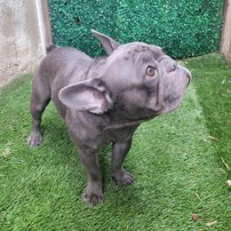 Nala - French Bulldog