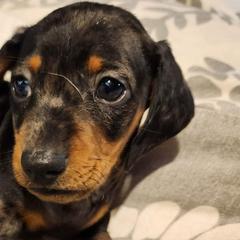 Dachshunds from The Wiener Farm