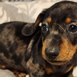 Dachshunds from The Wiener Farm