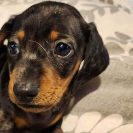 Dachshunds from The Wiener Farm