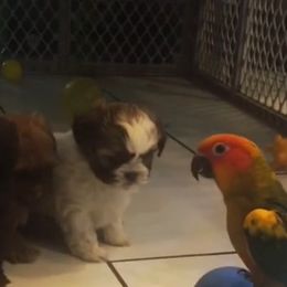 Shih Tzu Puppies from Adrianas Beautiful Shitzu’s