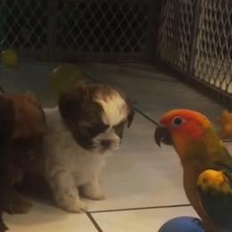 Shih Tzu Puppies from Adrianas Beautiful Shitzu’s