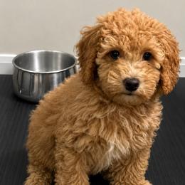 Murphy - Apricot male Goldendoodle puppy in Fort Myers, Florida from Daisy Doodles LLC