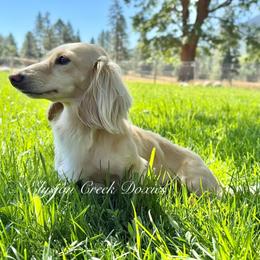 Gwen - Dachshund