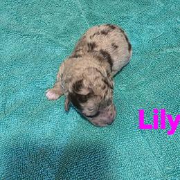 Lily - Red merle female Aussiedoodle puppy in Loveland, Colorado from A&L Ranch Aussiedoodles