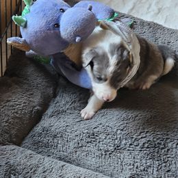 Girl 1 - Blue Border Collie puppy in Chino Valley, Arizona from Dog Pond Border Collies