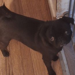 Jelly - Pug