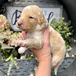 Butter Pecan - Apricot female Pyredoodle puppy in Bowling Green, Ohio from FDF Pyredoodles & Bernedoodles