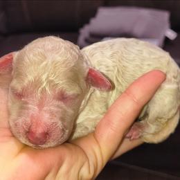 Cream female - Cream female Goldendoodle puppy in La Junta, Colorado from Double J’s Doodles