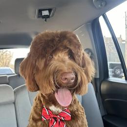Assorted Doodle Crosses, Bernedoodle, Goldendoodle, and Labradoodle All Grown Up from Erica’s Doodles
