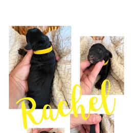Rachel - Phantom female Bernedoodle puppy in Chattanooga, Tennessee from Scenic City Doodles