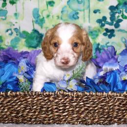 George- AKC Limited - Dapple male Dachshund puppy in Corbin, Kentucky from White River Valley Kennel