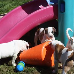 American Bulldog Puppies from Ferocia Kennels