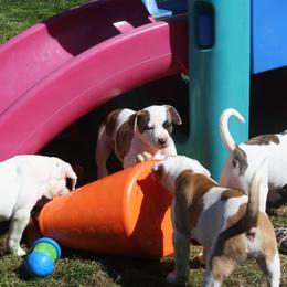 American Bulldog Puppies from Ferocia Kennels