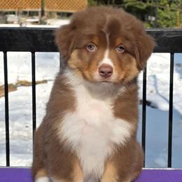 Hershey - Red tri-color male Australian Shepherd puppy in Maryland from Lake Shore Australian Shepherds