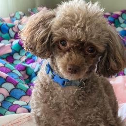 Coco - Poodle