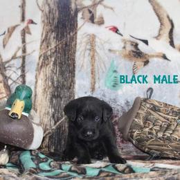 Labrador Retriever Puppies from Copper Creek Outfitters and Kennel