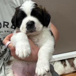 Chunky (Red Collared Boy) - Brown and white male Saint Bernard puppy in Paramount Long Meadow, Maryland from M&R SKYHAVEN SAINTS