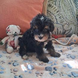 Raleigh - Tri-color female Bernedoodle puppy in Clermont, Florida from Sammy's Puppies