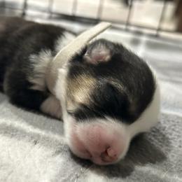 Girl 2 - Black and white female American Corgi puppy in Cocoa, Florida from Cascadian Space Coast Corgis LLC