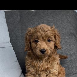 Ralphie - Red male Cavapoo puppy in Manheim, Pennsylvania from Paige Haldeman's Cavapoos and Shichons