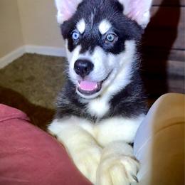 Jax - Black and white male Siberian Husky puppy in Spring Hill, Florida from Siberian Huskies of Tampa Bay