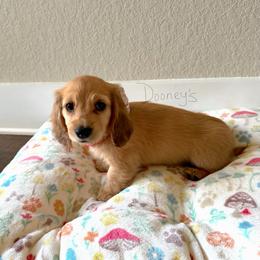 Hazel - Cream female Dachshund puppy in Molino, Florida from Dooney's Dachshunds